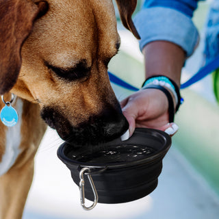 Companion Silicone Collapsible Pet Bowl (Blue) — Feature