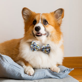Dash Pet Bow Tie (White) — Feature