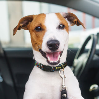 Harbour Dog Collar (White) — Feature
